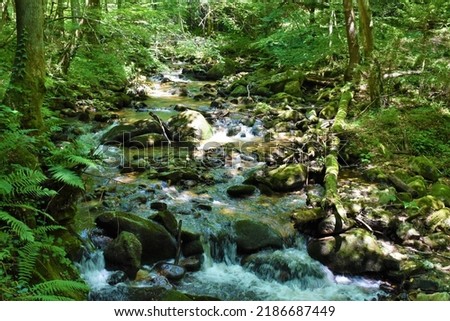Stream flowing through a forest in Bistriski Vintgar near Slovenska Bistrica