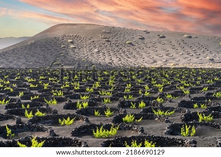 Grapevine on black volcanic soil in vineyards of La Geria, Lanzarote, Canary Islands, Spain Royalty-Free Stock Photo #2186690129