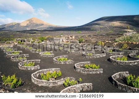 Grapevine on black volcanic soil in vineyards of La Geria, Lanzarote, Canary Islands, Spain Royalty-Free Stock Photo #2186690199