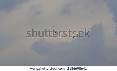 PICTURE OF BIRDS TOUCHING THE SKY