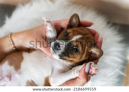 Basenji puppy lying in the hands of a girl Royalty-Free Stock Photo #2186699559