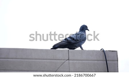 pigeon sitting on a building