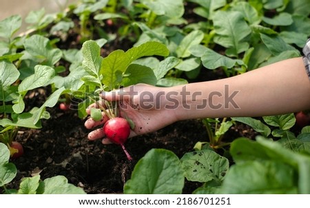 Gardener picking up a fresh red radish in an organic farm with eco friendly lifestyle, Farmer grow a red radish full of nutrition and vitamin for vegetarian and vegan, close up look of red radish Royalty-Free Stock Photo #2186701251