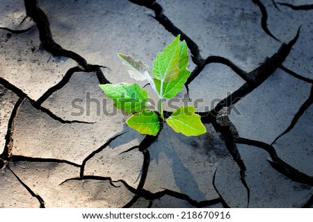 young plant growing through the ground, hope concept