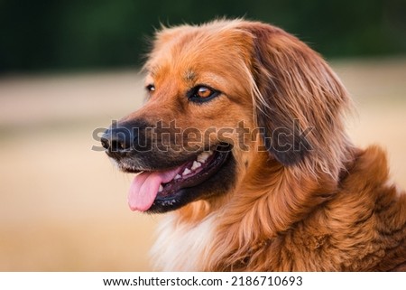 Portrait of a two years old female Hovawart dog Royalty-Free Stock Photo #2186710693