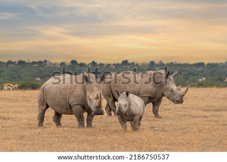 White rhino family during the sunset, square-lipped rhinoceros, Ceratotherium simum, Ol Pejeta Conservancy, Kenya, East Africa Royalty-Free Stock Photo #2186750537