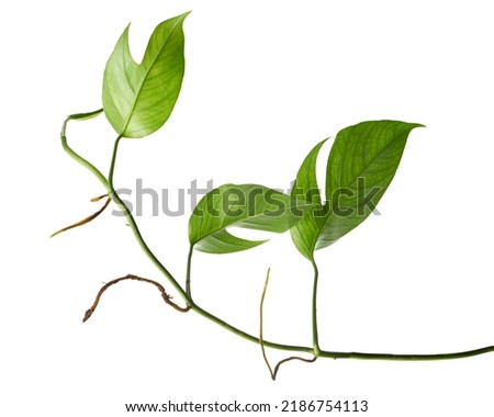 Monstera Ginny plant, Rhaphidophora tetrasperma isolated on white background, with clipping path                             
