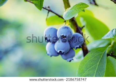 Blueberries ripening on a tree branch. Blue fruit on a healthy green plant in the morning.  Vaccinium corymbosum Royalty-Free Stock Photo #2186758747