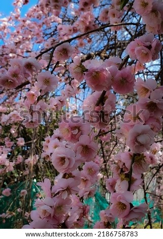 Japan's flower - sakura - cherry blossom