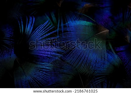 India, 5 August, 2022 : Abstract blue background, Blue background, Feather pattern, Feather texture, Colorful feathers, Blue feather, Colorful background, Natural pattern, Bird feather, feathers. Royalty-Free Stock Photo #2186761025