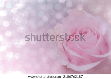 Close up of pink rose with water drops on soft bokehe background. soft filter.