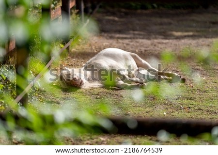Cremello miniature horse laying down flat