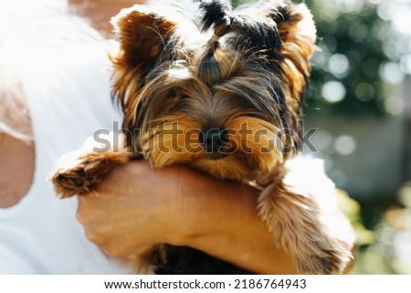 Portrait of a funny cute purebred dog Yorkshire terrier looking at camera, outdoors. Close-up woman loving hugging pet in nature, front view. Selective focus on the nose. Royalty-Free Stock Photo #2186764943