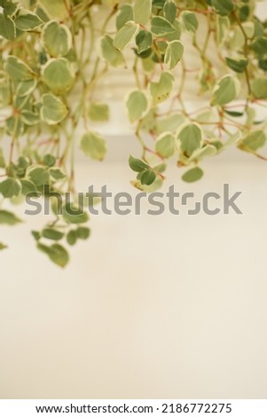 Greenery background with white wall and green leaves
