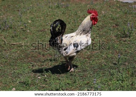 A white rooster in the field  isolated.