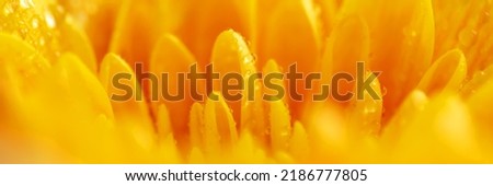 Yellow chrysanthemum flower with airy and delicate petals. The picture was taken with a macro lens. Banner