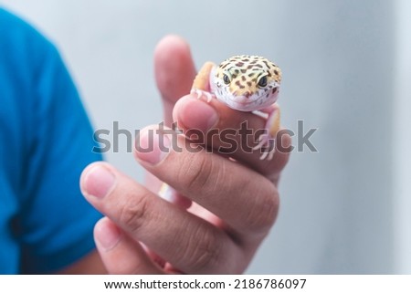 A man holds a friendly juvenile leopard gecko in his hand. A reptile lover, pet owner or herpetologist. Royalty-Free Stock Photo #2186786097