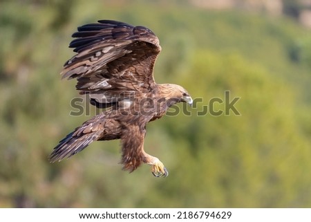 Golden eagle (Aquila chrysaetos homeyeri) Cordoba, Spain Royalty-Free Stock Photo #2186794629