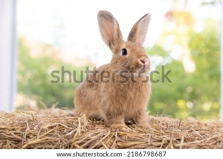 Bunny easter fluffy rabbit eating food, vegetables, carrots, baby corn on green garden nature background on sunny day, Lovely mammal with beautiful bright eyes in nature life. Symbol of easter day. 