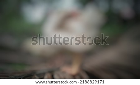 Photo of white chicken blur bokeh for background
