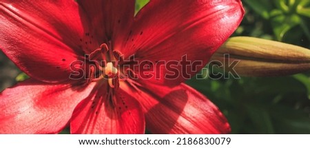 Beautiful red lilly in the garden, Lily joop flowers, Lilium oriental joop. Floral, spring, summer banner. Close up. Selective focus.