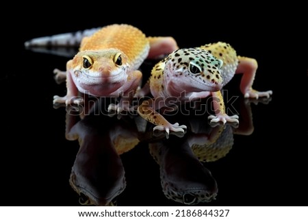 leopard gecko lizard with black background, eublepharis macularius