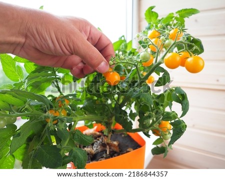 cherry tomatoes in a pot on the windowsill of the apartment Royalty-Free Stock Photo #2186844357