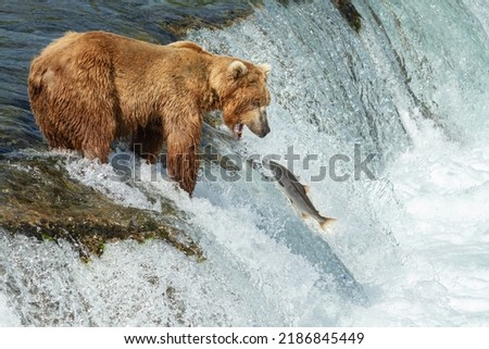 Grizzly bears fishing for salmon, Brooks Falls, Katmai NP, Alaska Royalty-Free Stock Photo #2186845449