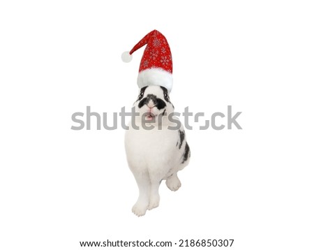 smile dalmatian rabbit santa claus hat isolated  on a white background. 