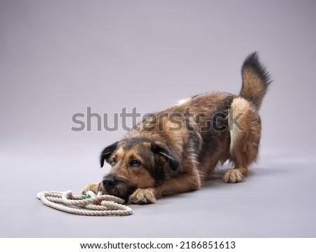 purebred dogs, mix of breeds on a gray background. pet leash. Charming, long-haired Royalty-Free Stock Photo #2186851613