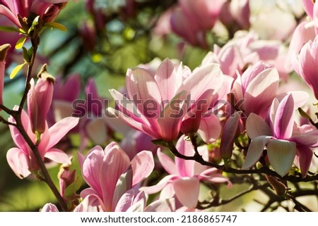 Beautiful magnolia tree blossoms in springtime. Jentle magnolia flower against blurred Background. Romantic creative toned floral background. Royalty-Free Stock Photo #2186865747