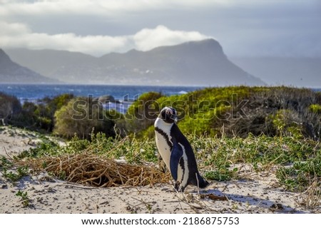 An African cape penguin isolated on white sands of boulder's beach cape town South Africa