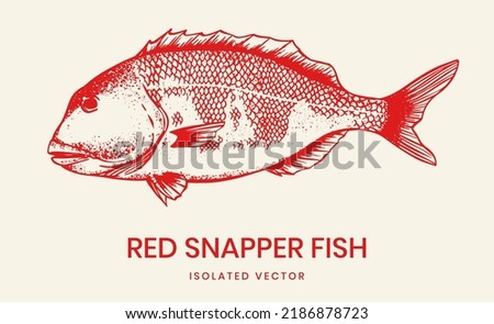 drawing red snapper fish illustration vector for seafood illustration, restaurant menu background, packaging design , fishing club, t-shirt, poster and other design. 