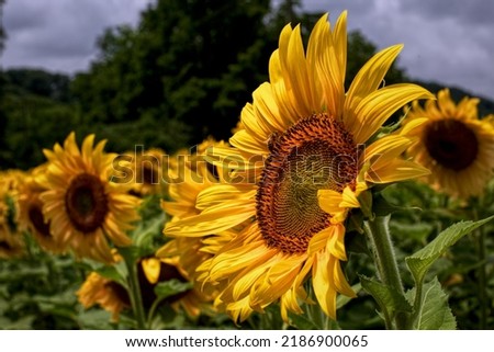 Sunflower picture from blue marsh lake