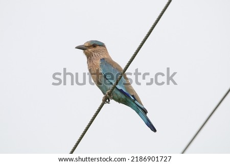 View of Indian Roller Bird perched on an electric wire