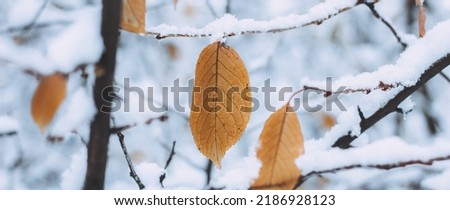 Yellow leaves and birch catkins covered first snow. Winter or late autumn, beautiful nature, frozen leaf on a blurred background, it's snowing. Natural seasonal tree branches close-up. Photo banner Royalty-Free Stock Photo #2186928123