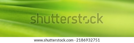 blurry leaves nature of summer green leaves natural green leaf plant used as abstract wallpaper background