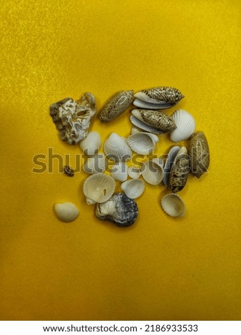 screw shells on a yellow background taken from a side angle