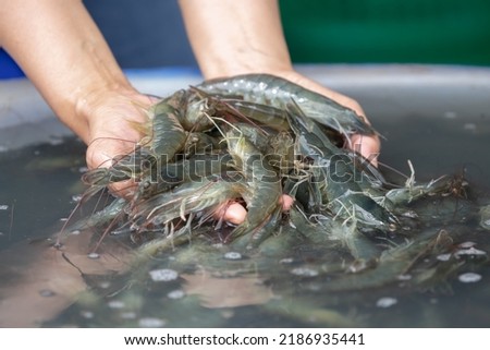 shrimp in cold water tank  Before sizing and sending to the translation factory Royalty-Free Stock Photo #2186935441