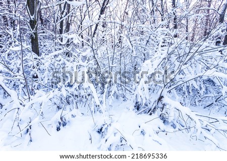 Winter branches of trees in hoarfrost on background snow