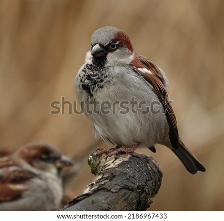 A male House Sparrow pictured in Dumfries and Galloway, Scotland.       