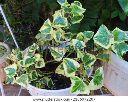 Senecio macroglossus 'Variegatus'  or Natal ivy, or marguerite ivy or wax ivy or climbing senecio,  in its beautiful texture and colour, so fresh with water drops on the leaves  Royalty-Free Stock Photo #2186972207