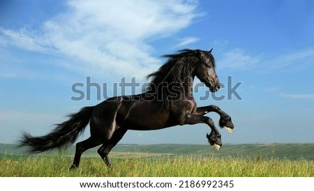 This is the picture of a horse.a horse running on the grass under the beautiful sky