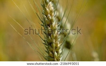 Close up of a wheat plant                                Royalty-Free Stock Photo #2186993051