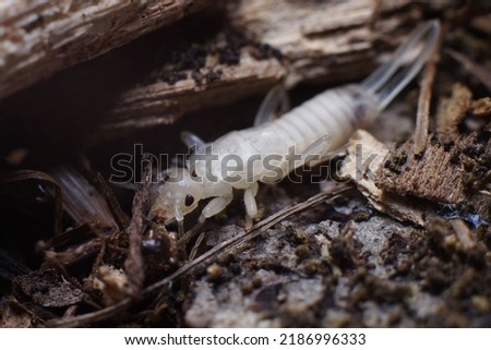 A closeup shot of a European Earwig freshly molted