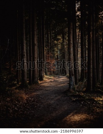 A path in a scenic Bavarian forest during autumn