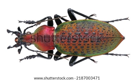 Macro photo of Beautiful ground beetles collection 