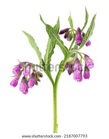 Comfrey bush with flowers, isolated on white background. Symphytum officinale plant. Herbal medicine. Clipping path Royalty-Free Stock Photo #2187007793