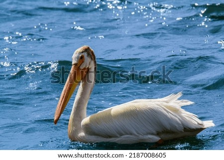 A closeup shot of a pelican in the water