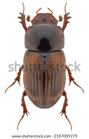 Dung beetle species Aphodius rufus or Bodilopsis rufa, light variant  Royalty-Free Stock Photo #2187009279